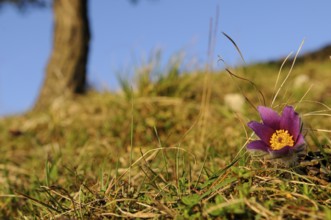 A purple Pasque flower (Pulsatilla vulgaris) on a grassy area with a blue sky in the background,