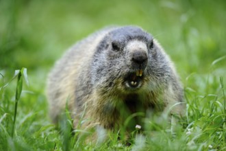 Marmot sitting in the grass with an attentive look in natural surroundings, Alpine marmot (Marmota