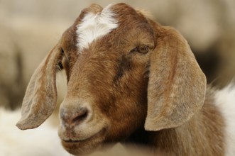 Close-up of a brown and white goat's head with large ears, Boer goat (Capra aegagrus hircus),