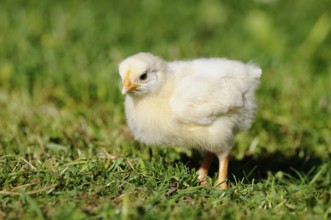 A fluffy chick standing on green grass, domestic fowl (Gallus gallus domesticus), Franconia