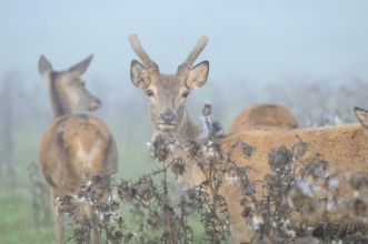 Deer in the fog, surrounded by flowers in a meadow, red deer (Cervus elaphus), Bavaria