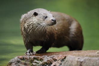 An otter with drops of water on its fur stands vigilantly on a rock, otter (Lutra lutra), Bavarian