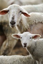 An adult sheep stands next to a lamb, symbolising protection, domestic sheep (Ovis orientalis