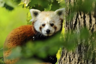 Red panda looking curiously from behind a tree, Red panda (Ailurus fulgens), captive, Germany,