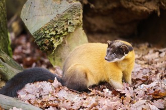 Yellow-throated marten (Martes flavigula) on the ground, Germany, Europe