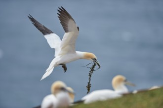 Close-up of Northern gannet (Morus bassanus) in spring (april) on Helgoland a small Island of