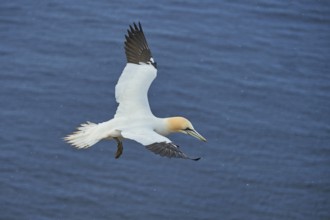 Close-up of Northern gannet (Morus bassanus) in spring (april) on Helgoland a small Island of