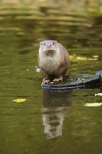 Eurasian otter (Lutra lutra) on a tree trunk in the water of a little lake, Bavaria, Germany,