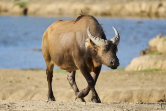 Cape buffalo (Syncerus caffer caffer) in the dessert, captive, distribution Africa