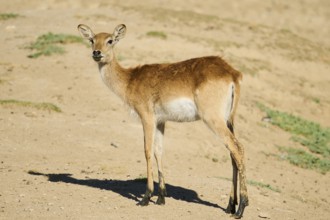 Southern lechwe (Kobus leche) standing in the dessert, captive, distribution Africa