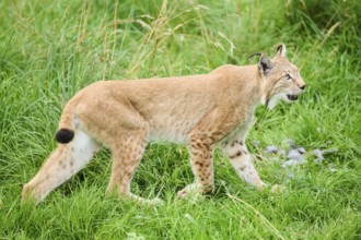 Eurasian lynx (Lynx lynx) walking through the grass, Bavaria, Germany, Europe