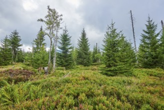 Vegetation with Norway spruce (Picea abies) and colored European blueberry (Vaccinium myrtillus) on