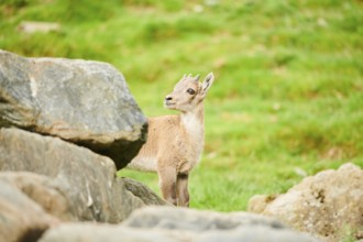 Alpine ibex (Capra ibex) youngster standing on a rock, wildlife Park Aurach near Kitzbuehl,