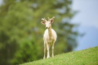 European fallow deer (Dama dama) stag standing on a meadow, tirol, Kitzbühel, Wildpark Aurach,