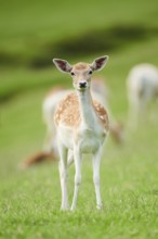 European fallow deer (Dama dama) doe standing on a meadow, Kitzbühel, Wildpark Aurach, Austria,