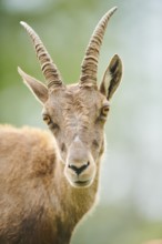 Alpine ibex (Capra ibex) female, portrait, wildlife Park Aurach near Kitzbuehl, Austria, Europe