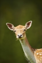 European fallow deer (Dama dama) doe, portrait, Kitzbühel, Wildpark Aurach, Austria, Europe