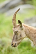 Alpine ibex (Capra ibex) female, portrait, wildlife Park Aurach near Kitzbuehl, Austria, Europe