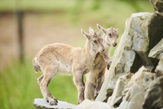 Alpine ibex (Capra ibex) youngsters, standing on a rock, wildlife Park Aurach near Kitzbuehl,