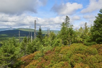 Vegetation with Norway spruce (Picea abies) and colored European blueberry (Vaccinium myrtillus) on