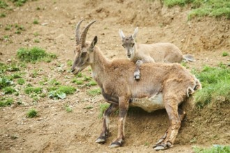 Alpine ibex (Capra ibex) youngster klimbing on their mother, playing, wildlife Park Aurach near