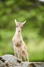 Alpine ibex (Capra ibex) youngster, standing on a rock, wildlife Park Aurach near Kitzbuehl,