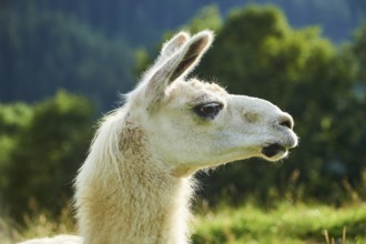 Llama (Lama glama), portrait, Tirol, Kitzbühel, Wildpark Aurach, Austria, Europe