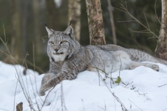 One Eurasian lynx, (Lynx lynx), resting on a snowy lookout in the forest