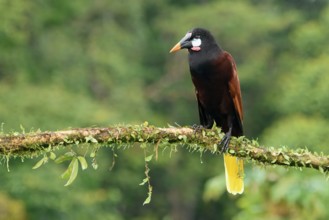 Montezuma Oropendola (Psarocolius Montezuma) perched on a branch, Costa Rica, Central America