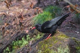 A Red-billed chough, Pyrrhocorax pyrrhocorax stands on a rock looking for food