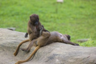 Two young Gelada (Theropithecus gelada), or bleeding-heart monkey grooming each other on a log