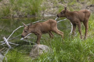 Two baby moose or elk, Alces alces, (19 days old, born May 8, 2020) standing on a meadow with fresh