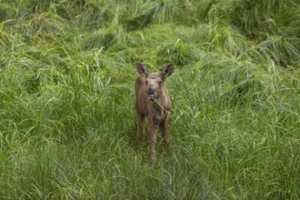 One baby moose or elk, Alces alces, (19 days old, born May 8, 2020) walking through tall fresh