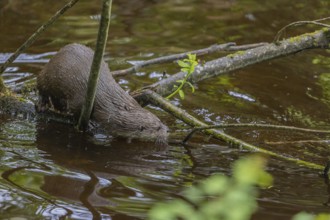 One Eurasian otter (Lutra lutra), swimming and climbing over a branch lying partially in water