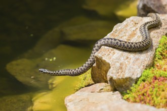 One Vipera berus, the common European adder or common European viper, creeps over moss and rocks