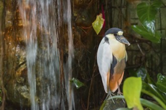 A boat-billed heron (Cochlearius cochlearius) stands on a stone next to a waterfall