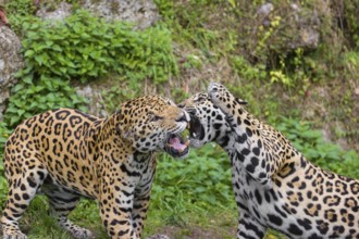 Two adult jaguars (Panthera onca) play fighting on a green meadow