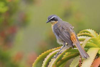 Cossypha caffra, family of flycatchers, Underberg surroundings, Underberg, KwaZulu-Natal, South