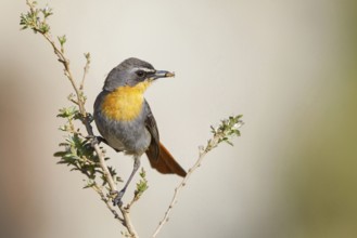 Cossypha caffra, family of flycatchers, Underberg surroundings, Underberg, KwaZulu-Natal, South