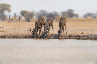 Greater kudu (Tragelaphus strepsiceros), three kudus drinking at a waterhole, Nxai Pan National