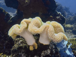 Close-up of undulating mushroom leather corals (Sarcophyton glaucum) in a blue underwater world,