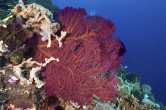 Red knotted fan (Melithaea ochracea) on an underwater reef, dive site SD, Nusa Ceningan, Nusa