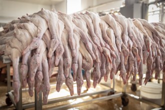 Production of salted ducks factory Nan Jing Ying Tao Yo Co. Ltd., for consumption in restaurants