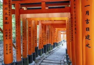 Torii path, Fushimi Inari-Taisha shrine, Kyoto, Japan, Asia