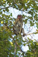 Ceylon hat monkey (Macaca sinica) on a tree, Habarana, Anuradhapura, North Central Province, Sri