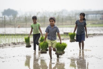 Morigaon, India. 20 February 2024. Girls carries rice sapling in a paddy field on February 20, 2024