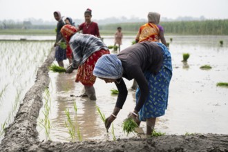 Morigaon, India. 20 February 2024. Women plant rice saplings in a paddy field on February 20, 2024