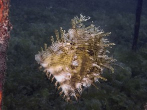 A jewellery filefish (Chaetodermis penicilligerus), filefish, swimming in an abandoned coral