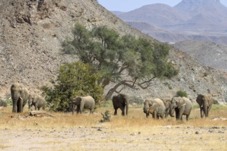 Desert elephants (Loxodonta africana) in the Huab dry river, Damaraland, Kunene region, Namibia,