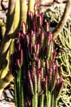 2016, Guatiza, Lanzarote, Jardin de Cactus by Cesar Manrique, ESP, Spain, Canary Islands, Canary